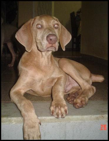 Weimaraner
