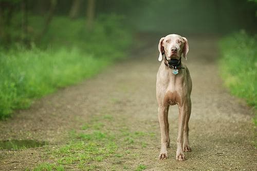 Weimaraner