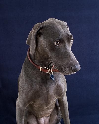 Weimaraner