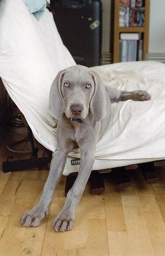 Weimaraner