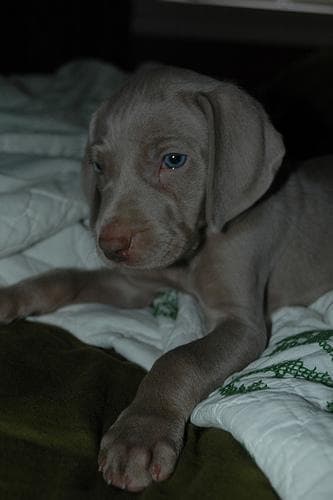 Weimaraner