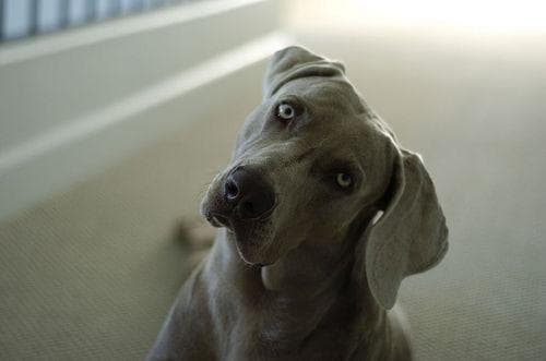 Weimaraner
