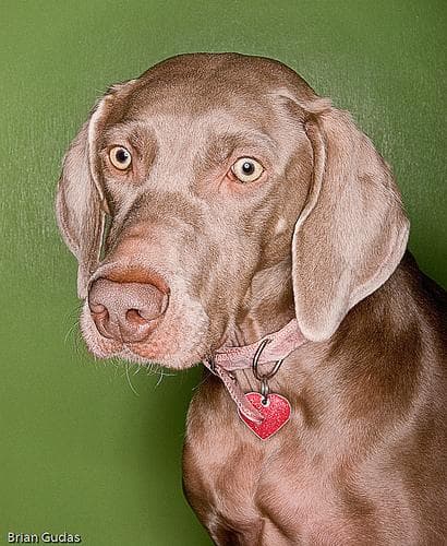 Weimaraner