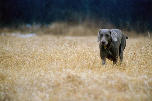 Weimaraner