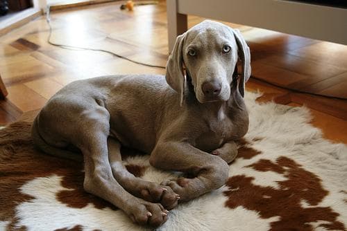 Weimaraner