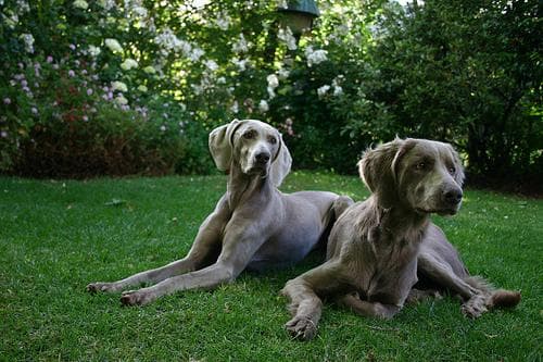 Weimaraner