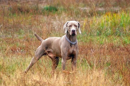 Weimaraner