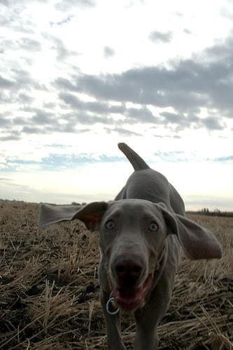 Weimaraner