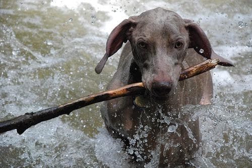 Weimaraner