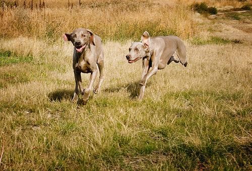 Weimaraner