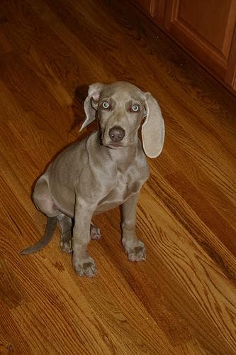 Weimaraner