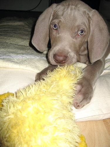 Weimaraner