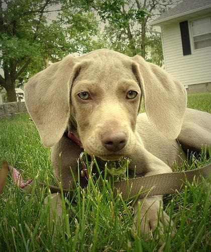 Weimaraner
