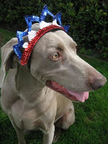 Weimaraner