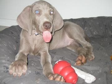 Weimaraner