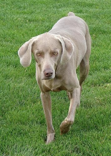 Weimaraner