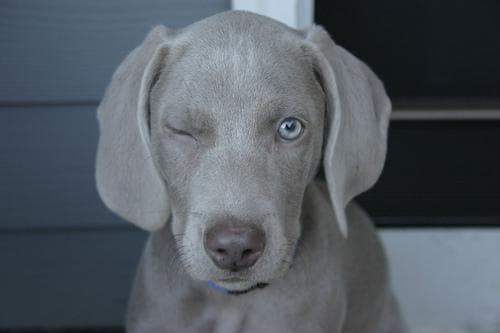 Weimaraner