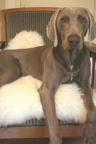 Weimaraner