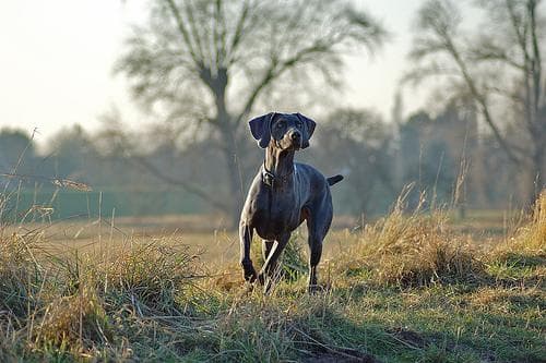 Weimaraner