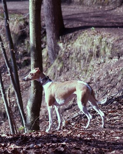 Whippet