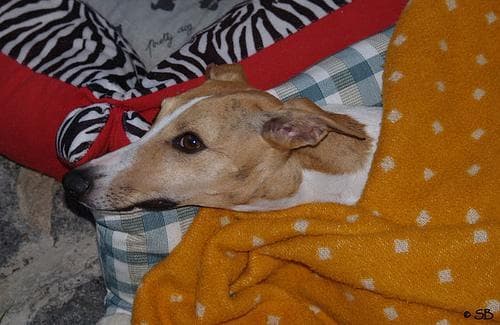 Whippet