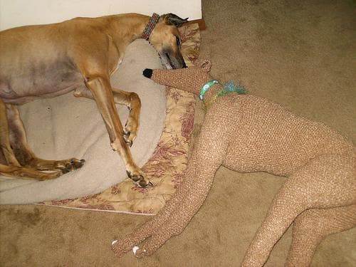 Whippet