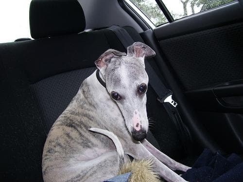Whippet