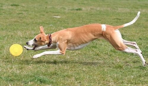 Whippet