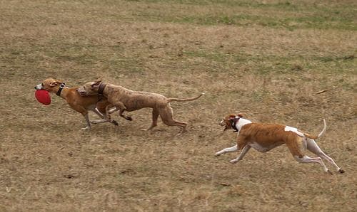 Whippet