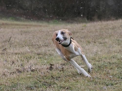 Whippet