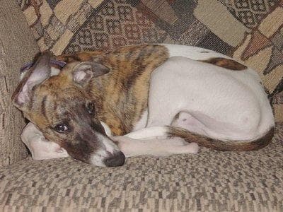 Whippet