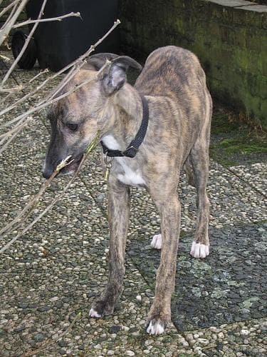 Whippet