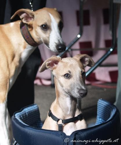 Whippet