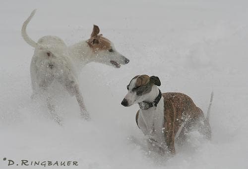 Whippet