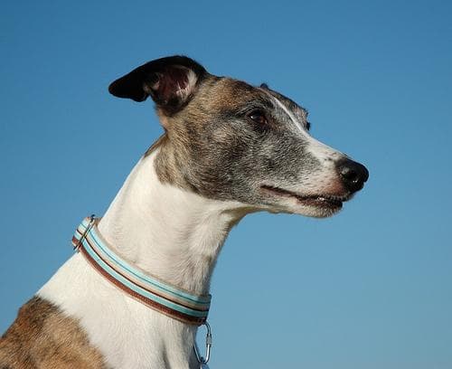 Whippet