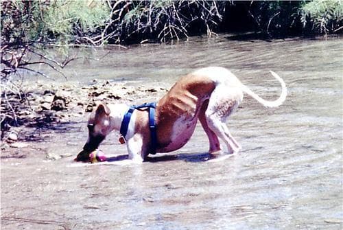 Whippet