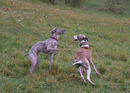Whippet