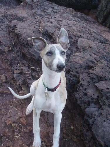 Whippet
