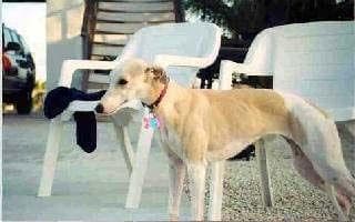 Whippet