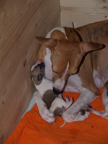 Whippet