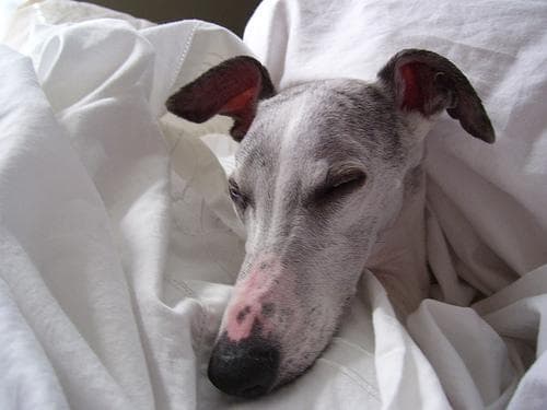 Whippet