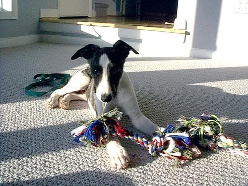 Whippet