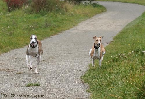 Whippet