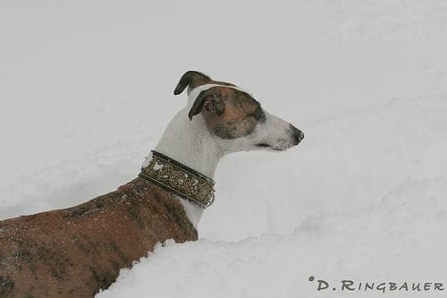 Whippet