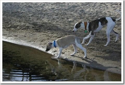 Whippet