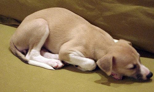 Whippet