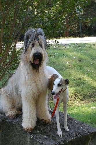 Whippet