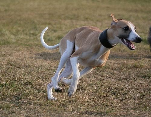 Whippet