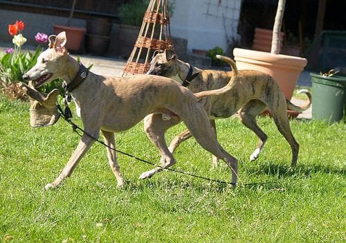 Whippet