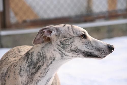 Whippet